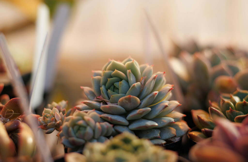 Así puedes fortalecer tu árbol de jade con un truco tan casero como natural 