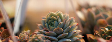 El truco casero para que tu árbol de jade crezca como nunca: es sencillo y natural 