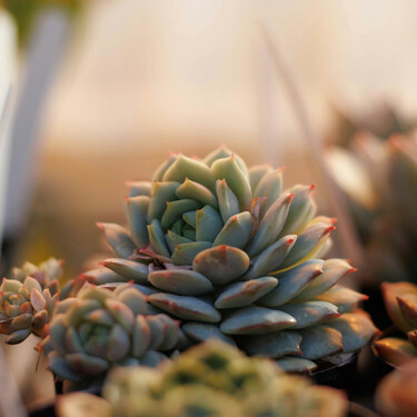 El truco casero para que tu árbol de jade crezca como nunca: es sencillo y natural 