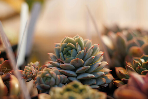 Pexels Grant Allen 768592784 30436084