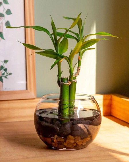 Lucky Bamboo Es Mas Que Una Simple Planta Decorativa Es Un Simbolo De Buena Fortuna Y Bienest