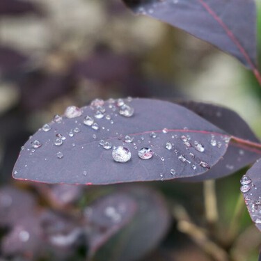 Plantas que ayudan a absorber el exceso de lluvia y protegen tu jardín