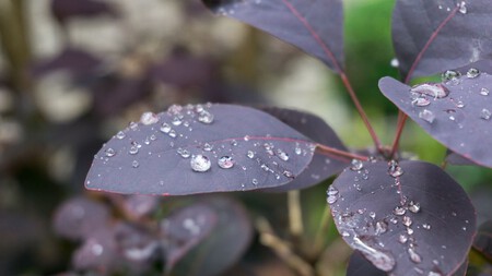 Plantas que ayudan a absorber el exceso de lluvia y protegen tu jardín