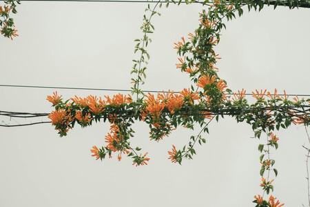 Pexels Tomas Asurmendi 774865545 32255203