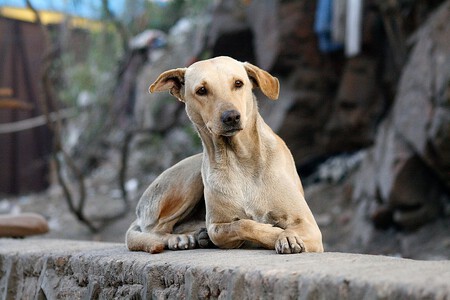 Perro Pis Casa Paseos 1