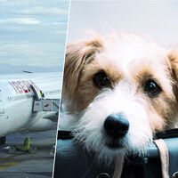 Em 2019, a Iberia perdeu um cachorro antes de embarcar: agora, a Justiça Europeia afirma que ele vale o mesmo que uma mala 