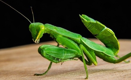 Crean las gafas 3D más pequeñas del mundo. El objetivo, entender la visión 3D en la mantis religiosa