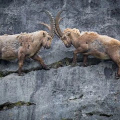 Foto 5 de 9 de la galería categoria-mamiferos en Xataka Foto