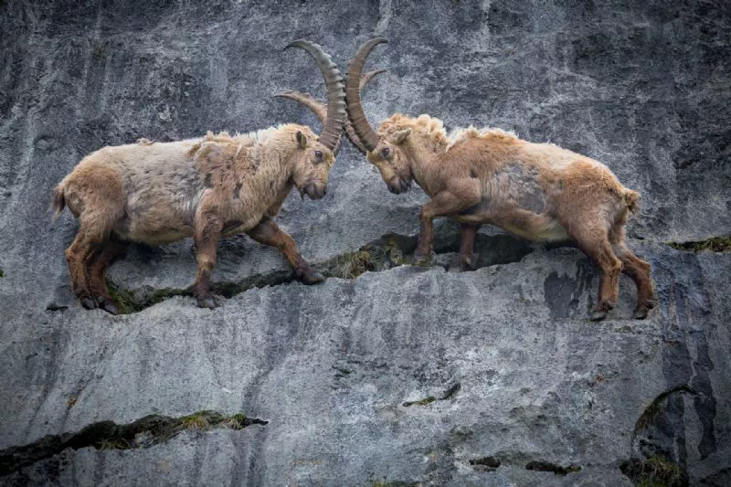 Foto de Categoría: Mamíferos (5/9)