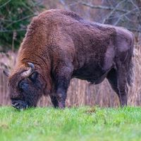 Todos los expertos coinciden en que introducir los bisonte en España es una mala idea. Y, aún así, lo estamos haciendo 