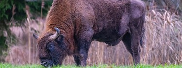 Todos los expertos coinciden en que introducir los bisonte en España es una mala idea. Y, aún así, lo estamos haciendo 