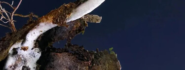 "Fungo zumbi" descoberto no Brasil coloca país no top 10 descobertas científicas de 2025; ele infecta aranhas vivas, dribla o sistema imunológico e se espalha após a morte 