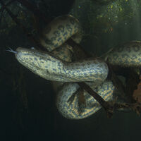 O mistério do tamanho: ciência descobre por que as sucuris permaneceram gigantes por 12 milhões de anos 