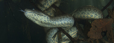 O mistério do tamanho: ciência descobre por que as sucuris permaneceram gigantes por 12 milhões de anos 