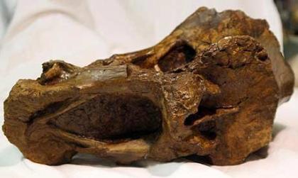 Descubierta una nueva especie de dinosaurio en el sótano del Museo de Historia Natural de Londres