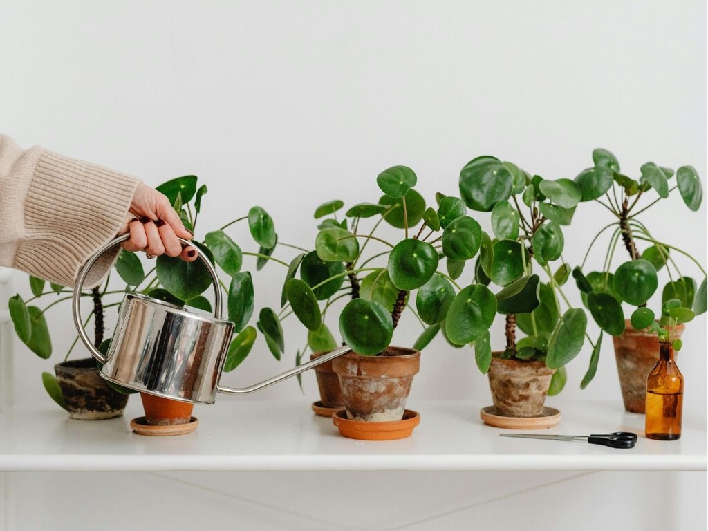 El experto en plantas André Alonso avisa: «El mayor error que comete un principiante es no regar sus plantas con fertilizante»
