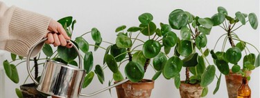 El experto en plantas André Alonso avisa: "El mayor error que comete un principiante es no regar sus plantas con fertilizante" 