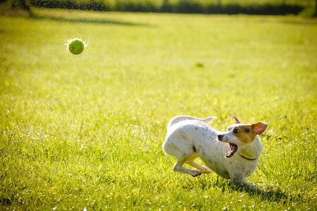 Tu perro necesita jugar en verano y con una ola de calor