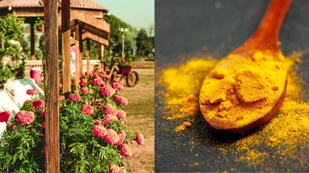 Curcuma Para El Jardin