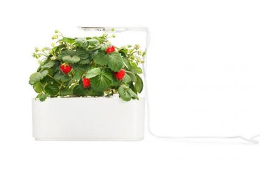 Smartpot, haz crecer tus fresas con tan solo un clic