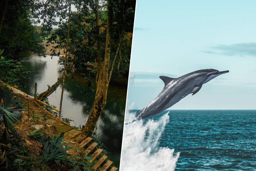 Decenas de delfines murieron en el Amazonas en solo un día: así es cómo la ciencia ha desentrañado el misterio del lago Tefé