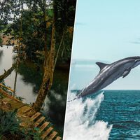 Decenas de delfines murieron en el Amazonas en solo un día: así es cómo la ciencia ha desentrañado el misterio del lago Tefé