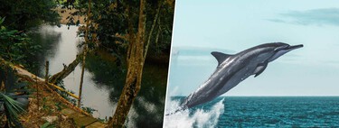Decenas de delfines murieron en el Amazonas en solo un día: así es cómo la ciencia ha desentrañado el misterio del lago Tefé