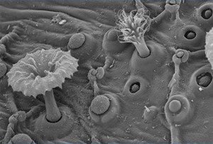 Fotciencia06