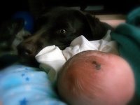 ¿Es peligroso tener un perro si se tiene un bebé?