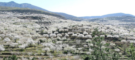 Paisaje Jerte13