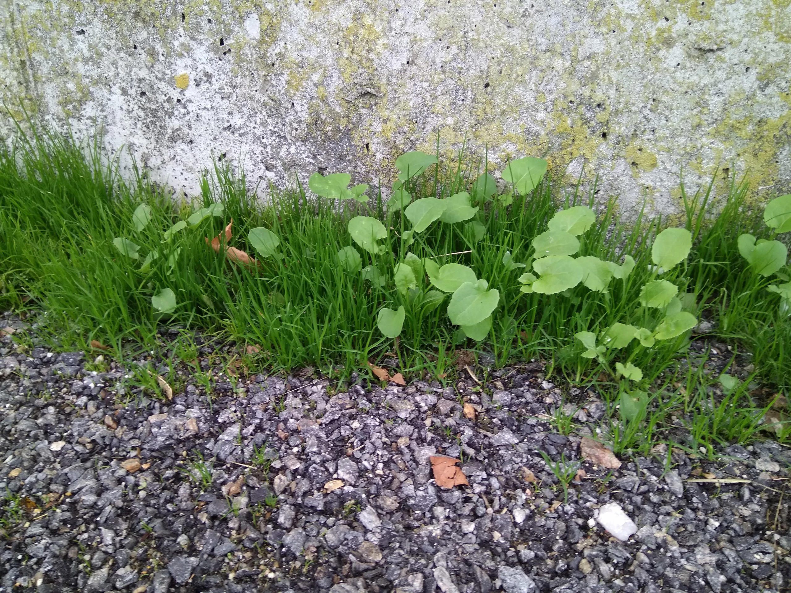 Foto de Xiaomi Mi Max, cámara (16/22)