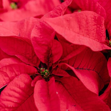 El mejor abono para tus Nochebuenas está en tu alacena: aplícalo cada 15 días y verás cómo florecen