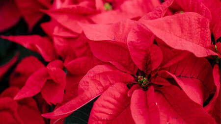 El mejor abono para tus Nochebuenas está en tu alacena: aplícalo cada 15 días y verás cómo florecen