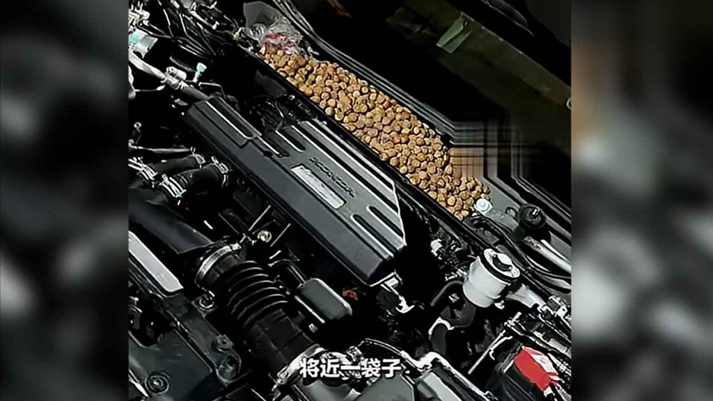 Su coche hacía ruidos raros y no funcionaba la calefacción. La razón eran 18 kilos de avellanas: las ratas lo habían convertido en un almacén de comida