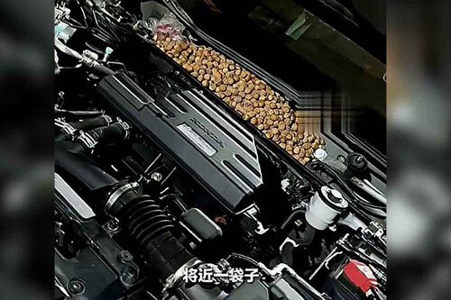 Motor Lleno De Nueces