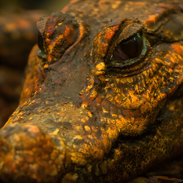 Se arrastraron a una cueva, comieron murciélagos y comenzaron a mutar en una nueva especie: cocodrilos enanos anaranjados