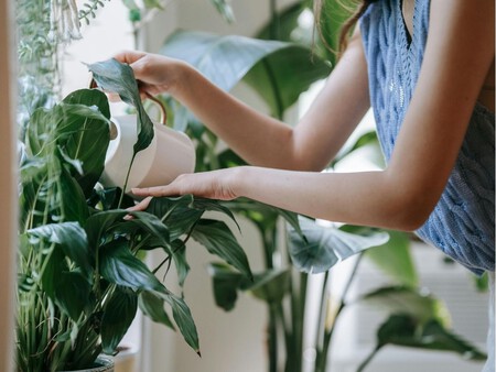 Es necesario comprobar el sustrato antes de regar.