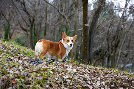 Tener perro se lleva el 9% de un sueldo de 17.482€, el más común en la España de la precariedad