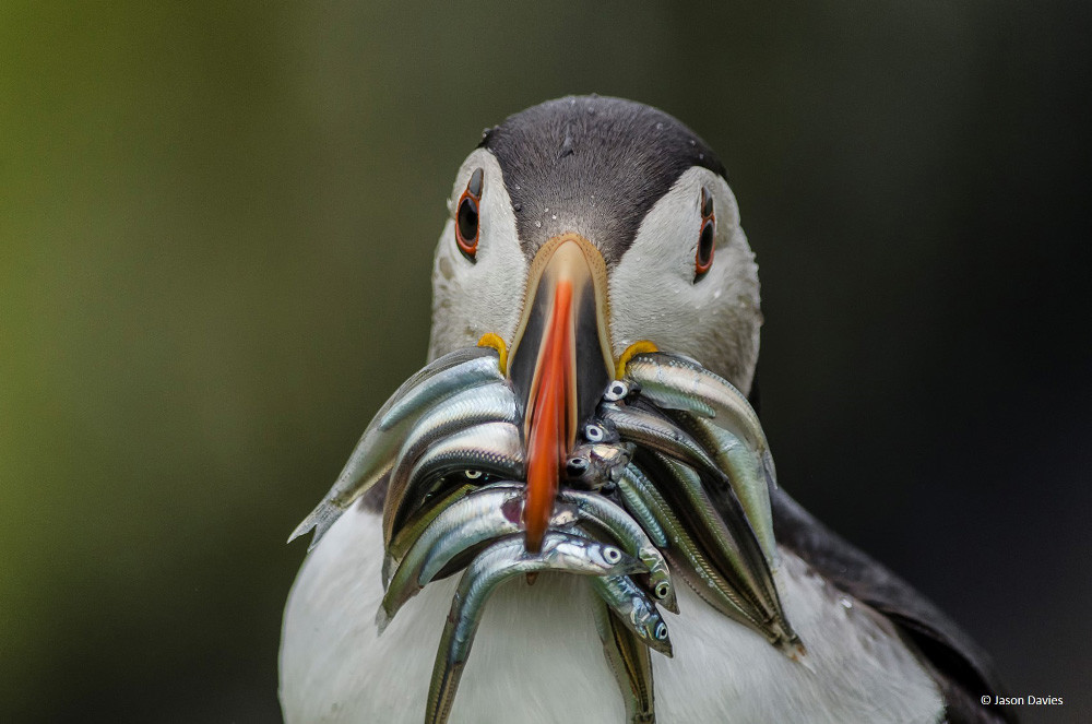 Finalista: Jason Davies con ‘Time to feed the chicks again. A puffin in the Pembrokeshire Coast’:
