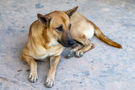 Un perro descansando en el suelo