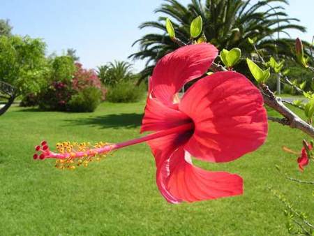 El hibisco, una planta libre de sustancias estimulantes