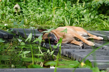 Refrescar perro en verano (buenas ideas)