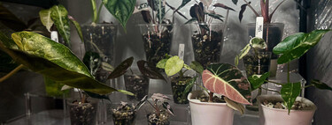 Hay gente cultivando plantas raras en casa y revendiendo sus 'hijos' por cientos de euros