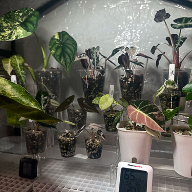 Plantas Raras 01