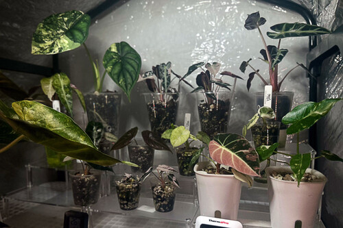 Hay gente cultivando plantas raras en casa y revendiendo sus 'hijos' por cientos de euros