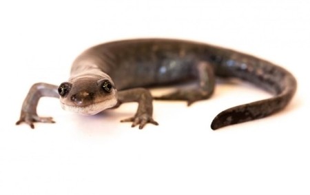 Esta salamandra se queda embarazada de varios machos a la vez
