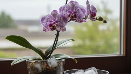 Orquideas