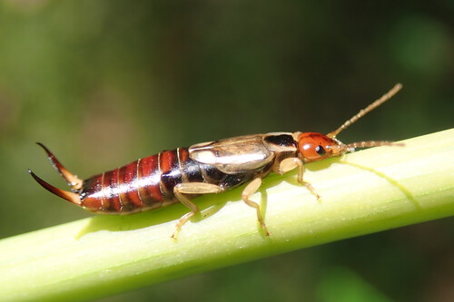 dermaptera