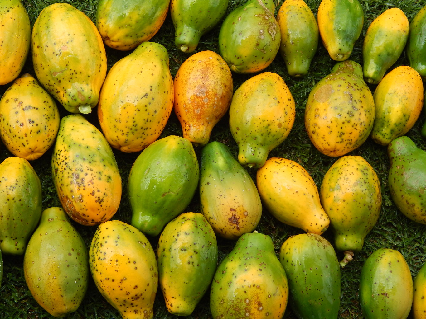 Todo sobre la papaya, carnosa y digestiva fruta tropical propiedades