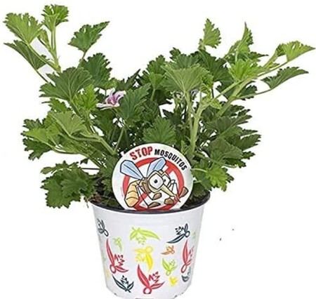 Geranio Limon Planta